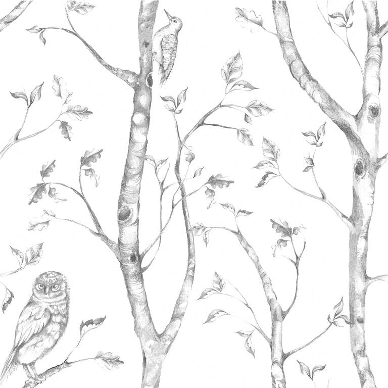 wallpaper NU1412 owls birds woodpecker gray white